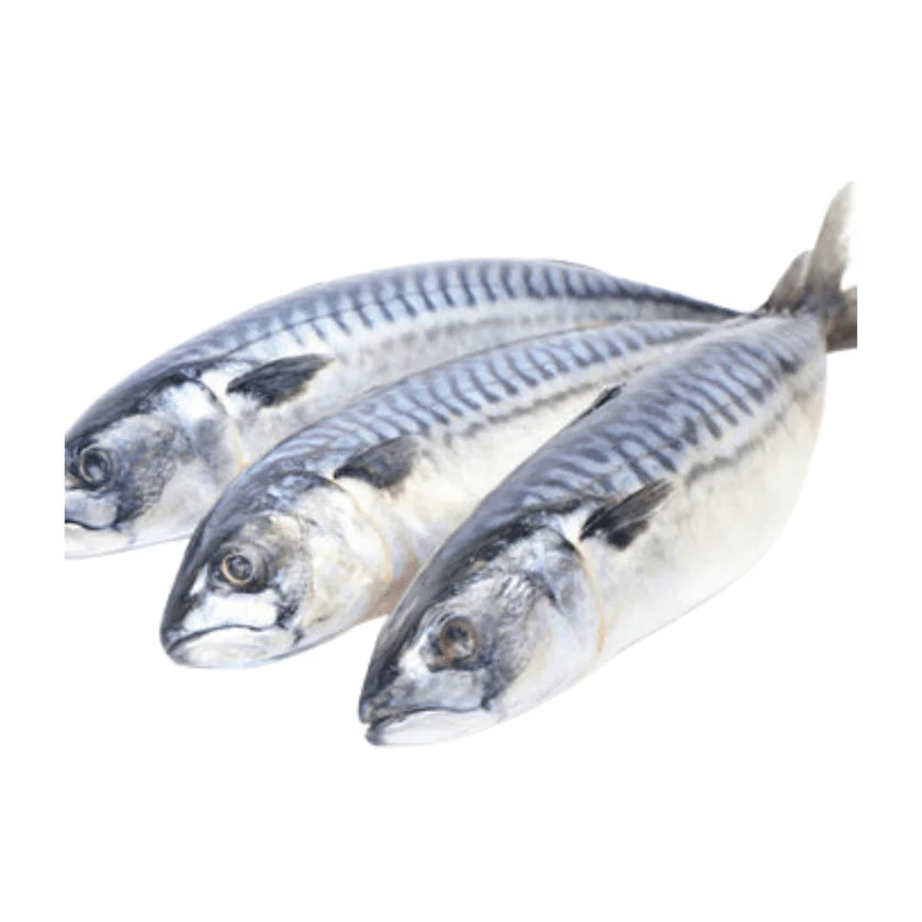 Mackerel Fish