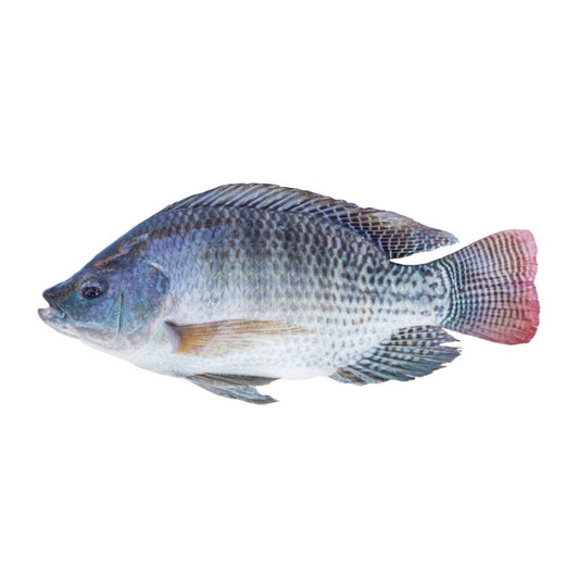 Tilapia Fresh Fish