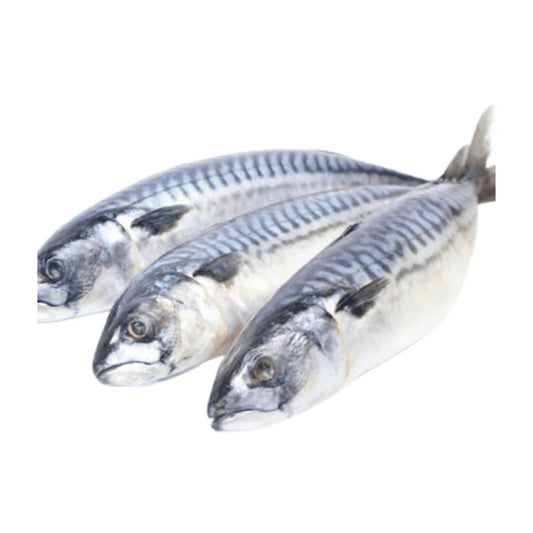Mackerel Fish